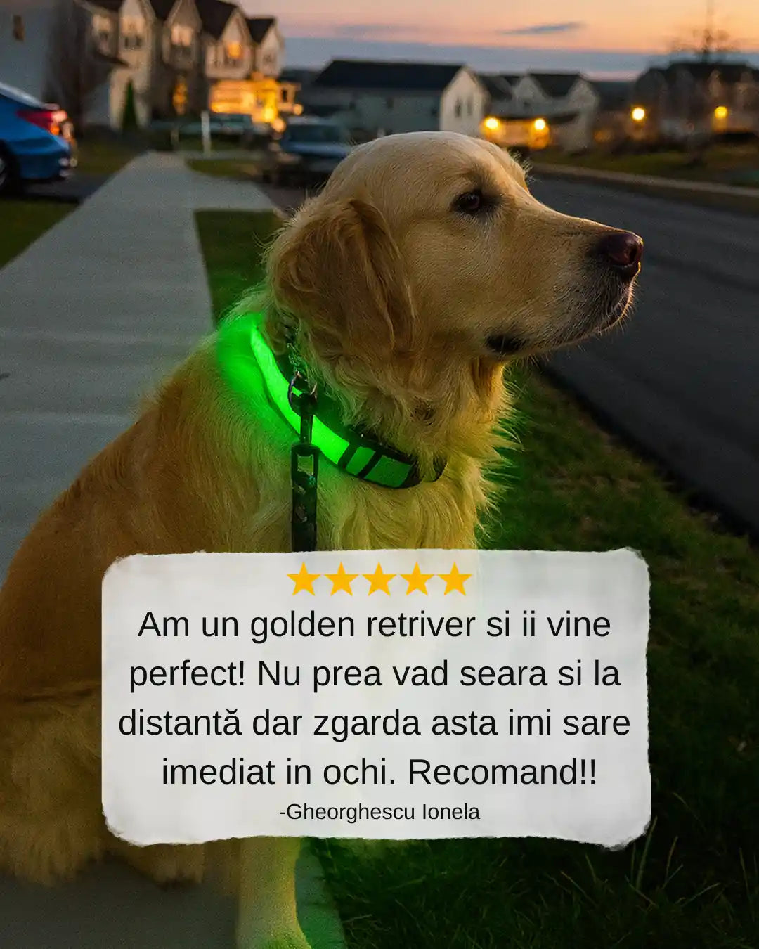 Zgardă Luminoasă Mavo