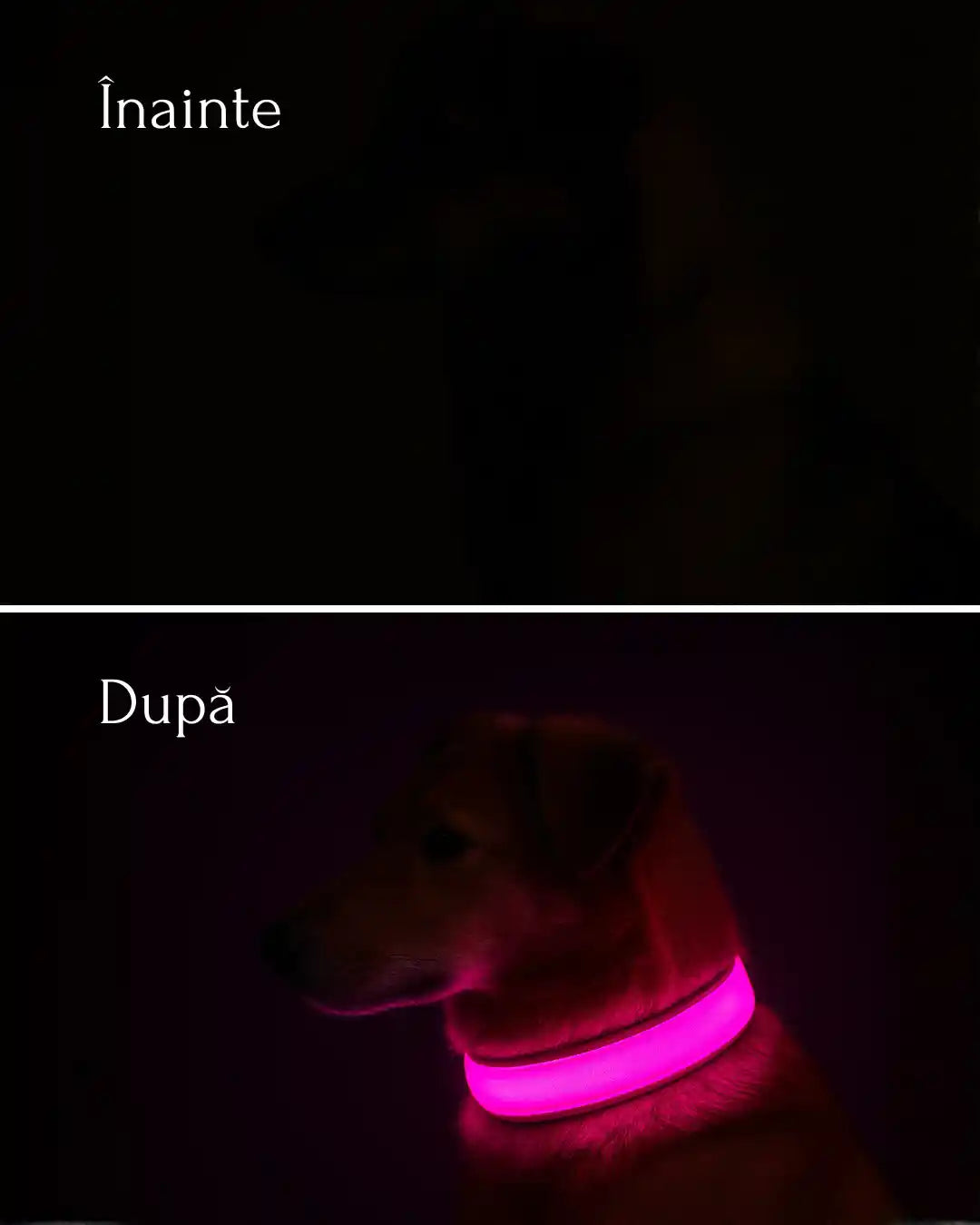 Zgardă Luminoasă Mavo